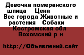 Девочка померанского шпица. › Цена ­ 40 000 - Все города Животные и растения » Собаки   . Костромская обл.,Вохомский р-н